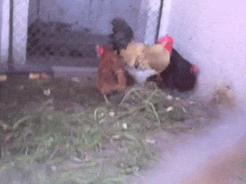 Kurczak gra w gałę - 1