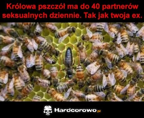 Królowa pszczół - 1