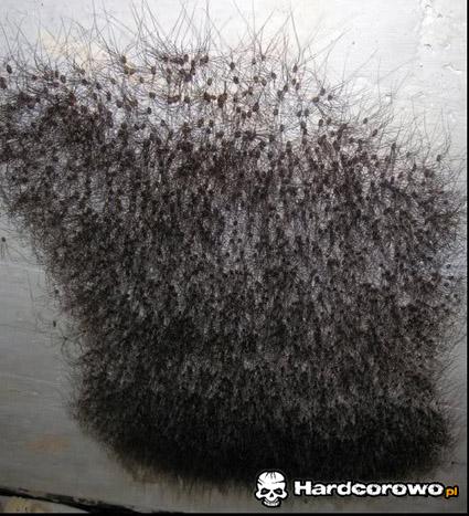 Zagęszczenie pajączków - 1