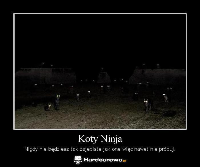 Koty ninja - 1