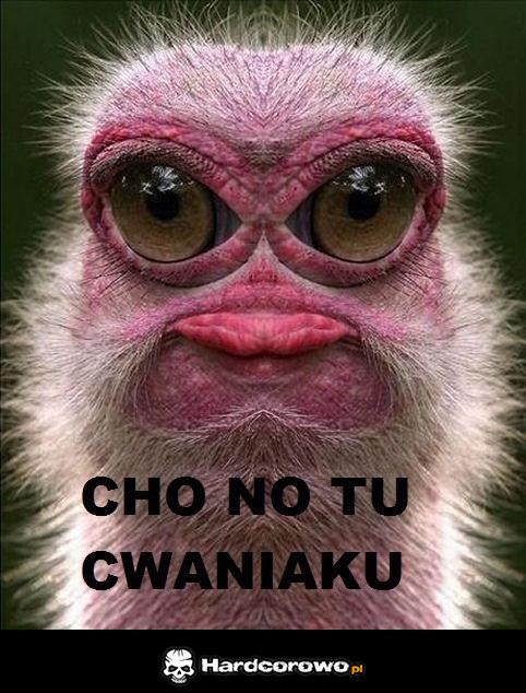 Cho no tu cwaniaku - 1