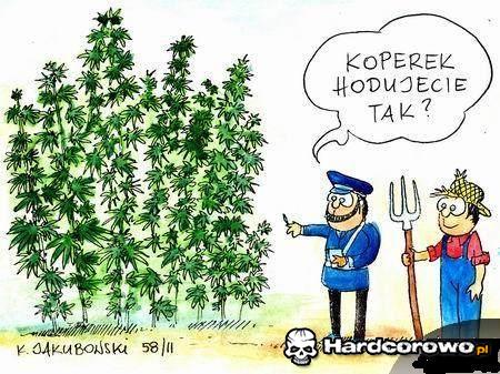 Plantacja - 1