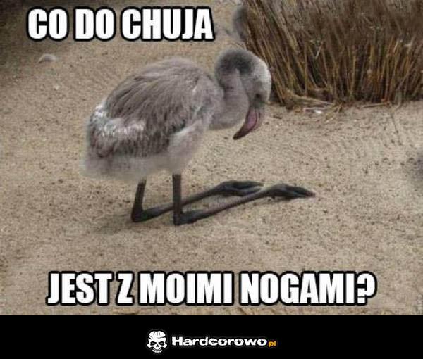 Co do chuja? - 1