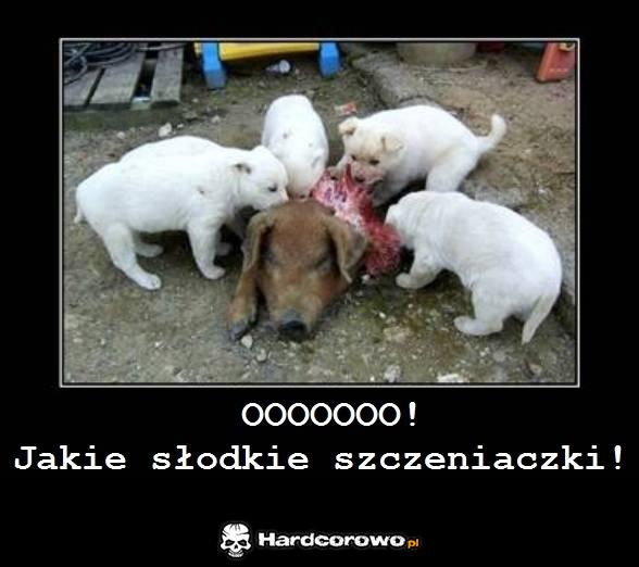 Słodkie szczeniaki - 1