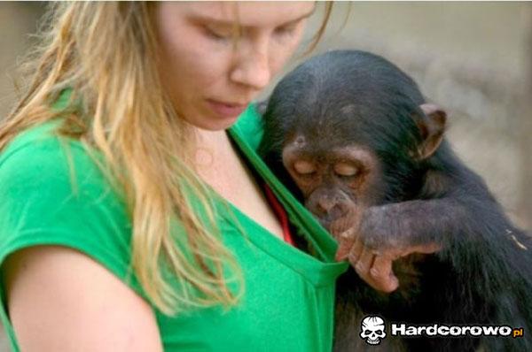 Jesteśmy potomkami małp - 1