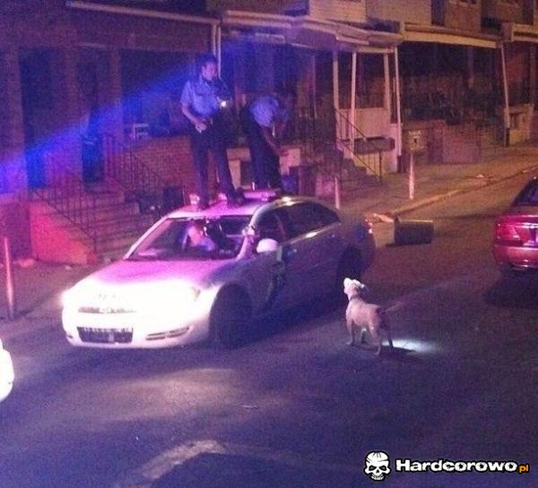 Psy się psa boją - 1