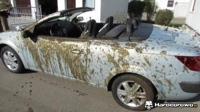 Ludzie, sprzątajcie po swoich psach! - 1