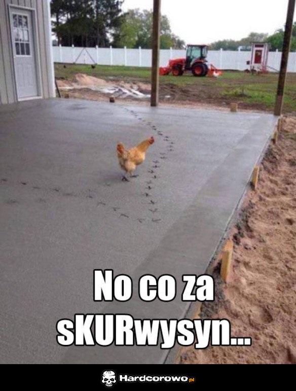 Złośliwa kurka - 1