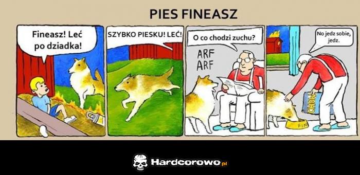 Pies Fineasz  - 1