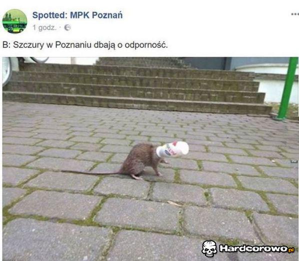Poznańskie szczury - 1