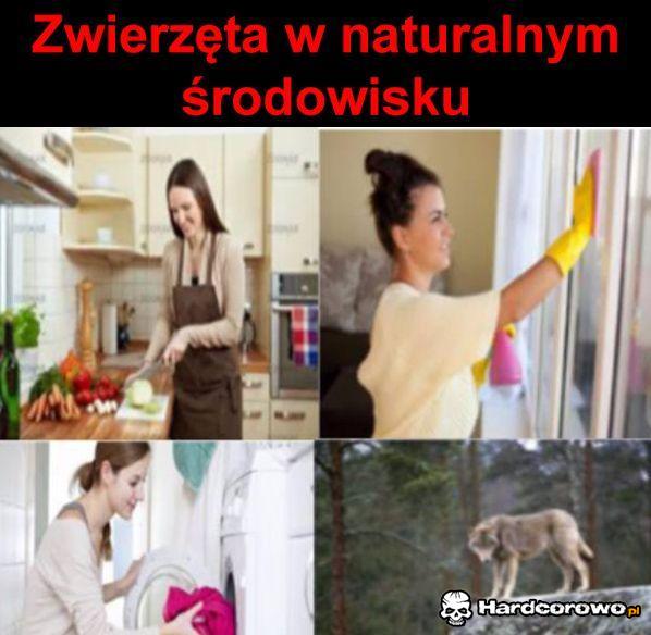 Zwierzęta w naturalnym środowisku - 1