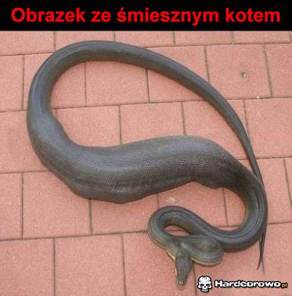 Śmieszny kotek - 1