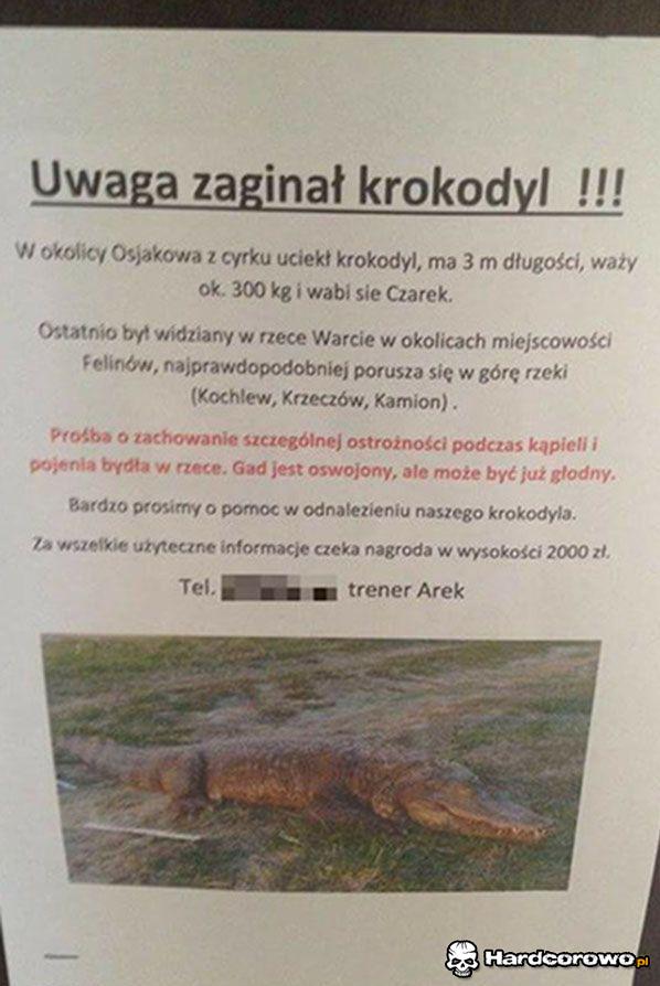Zaginiony krokodyl  - 1