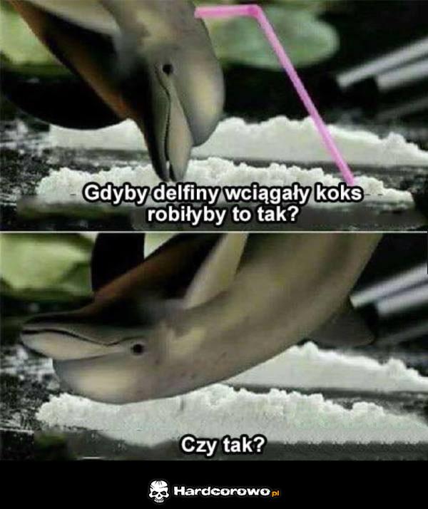 Gdyby delfiny wciągały koks - 1