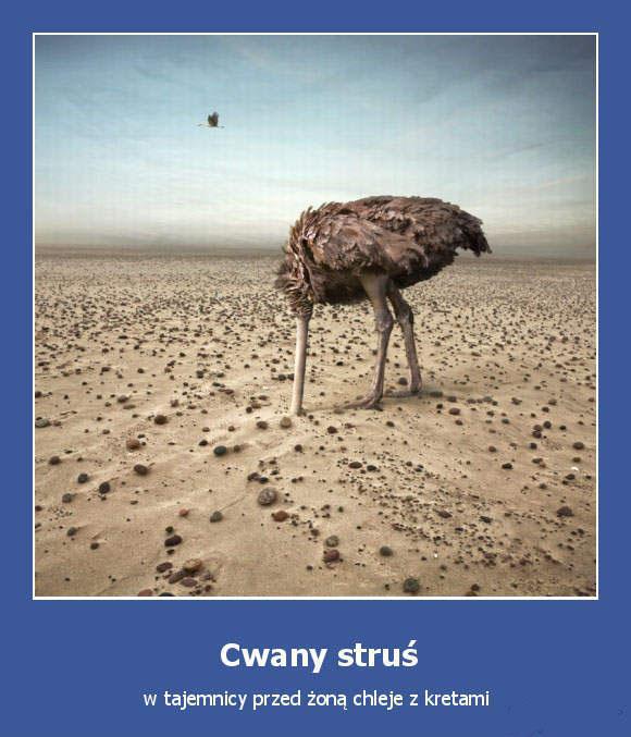 Cwany struś - 1