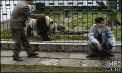 Panda złodziejka - 1