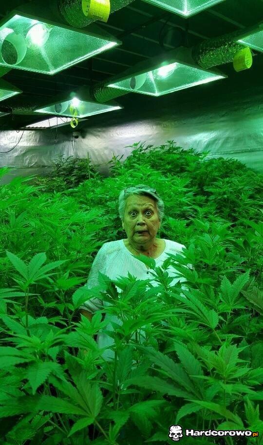 Ogródek babci Marysi - 1