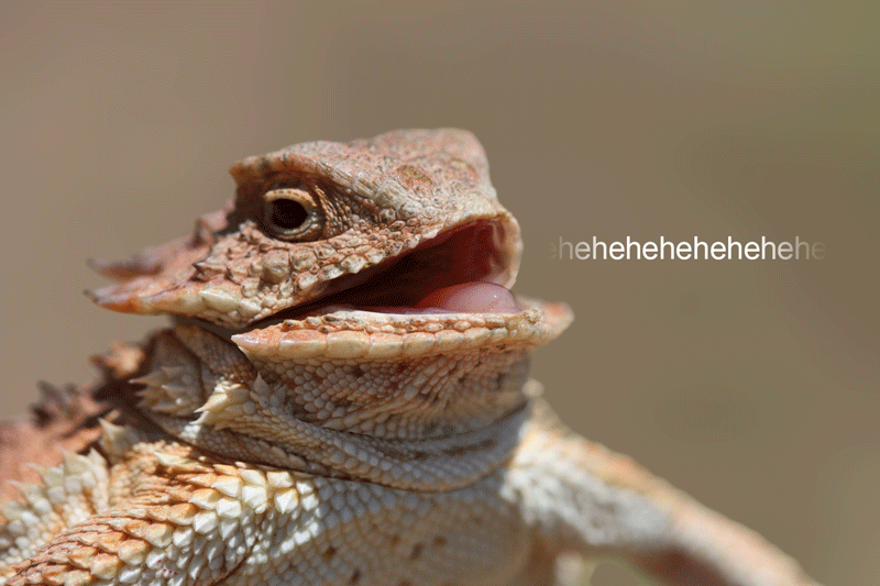 Hehehehe - 1