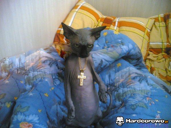 Brzydki gangsta kot - 1