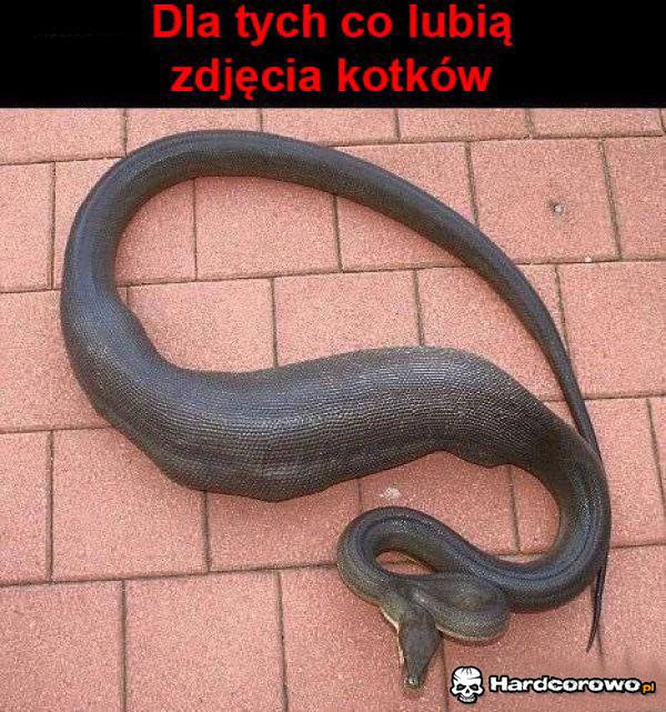 Śmieszny kotek - 1