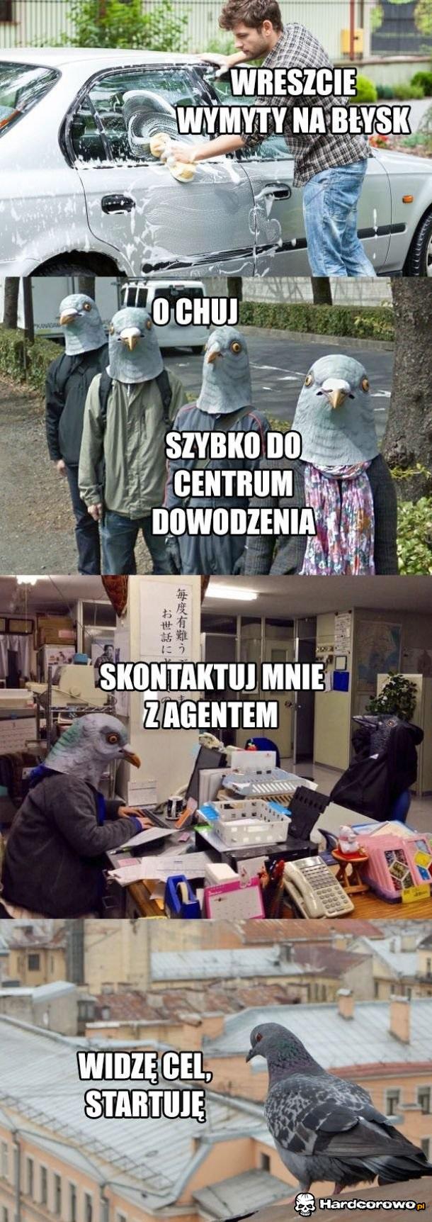 Gołębe - 1