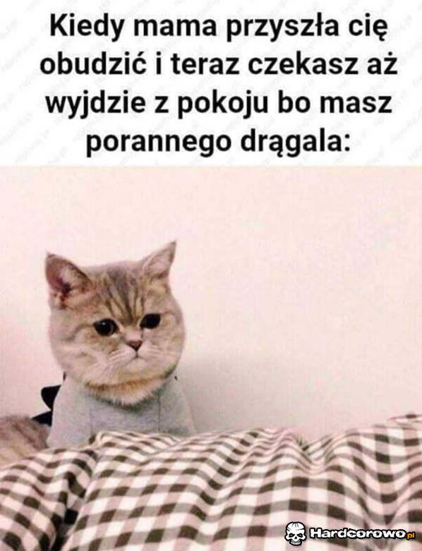 Poranny drągal - 1