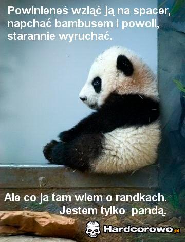 Panda - 1