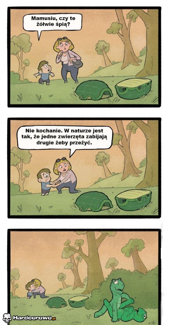 Śpiące żółwie - 1