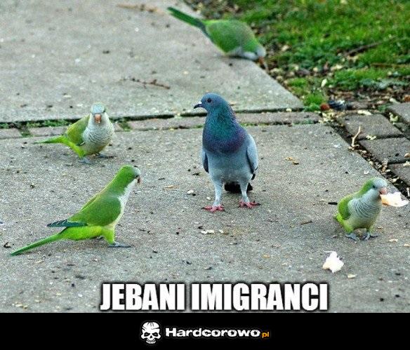 Imigranci - 1