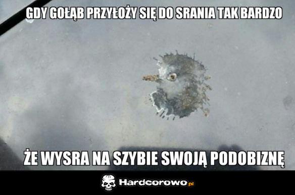 Gołąb artysta - 1