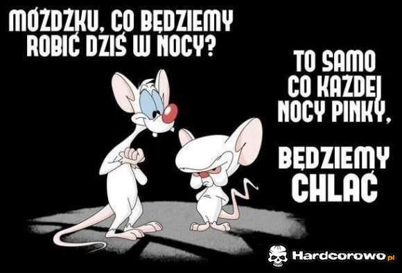Co będziemy robić dziś w nocy?  - 1